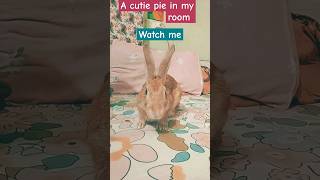 A cutie pie in my room rabbit viralshort trending [upl. by Oreves]