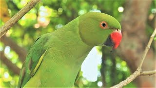 Parrot Chirping Sounds  Natural Parrot Sounds  Parrot Calling Sounds [upl. by Nyliac]