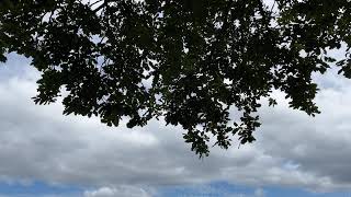 Sessile oak  branches twigs amp leaves  July 2024 [upl. by Eerok504]