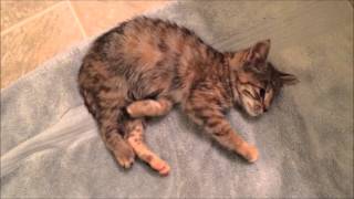 Kitten Rescue Cerebellar Hypoplasia [upl. by Fruma]