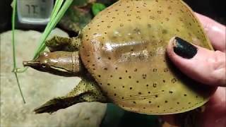 SoftShell Turtle Care with Commentary  Turtle Tank and Turtle Tub Setup Explanation [upl. by Edlihtam]