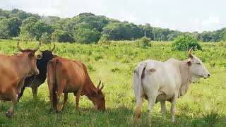 Rancho en venta ganado de engorda lechero pasto forraje 120 hectáreas Campeche [upl. by Chatwin]