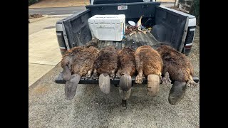 Beavers everywhere trapping the tombigbee river [upl. by Gievlos]