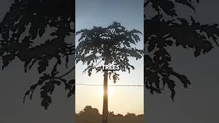 Are you a Dendrophile Discover your self 🌳♥️ facts ytshorts yt viral peac shortyz selfcare [upl. by Ameerak]