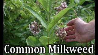 How To Identify Common Milkweed  Asclepias syriaca [upl. by Hamaso879]