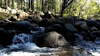 Water River Sounds with Birds chirping Peaceful Fall Into Deep Sleep studying meditation [upl. by Lleznol]