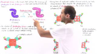 Activation of Phosphorylase Kinase [upl. by Anitsrihc]