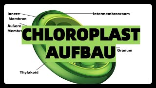 CHLOROPLAST AUFBAU STRUKTUR FUNKTION abitur einfach erklärt thylakoidestromagrana [upl. by Nawek]