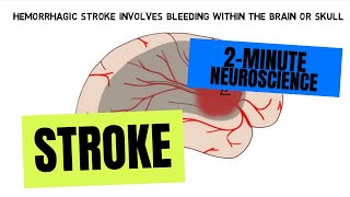 2Minute Neuroscience Stroke [upl. by Notlek313]