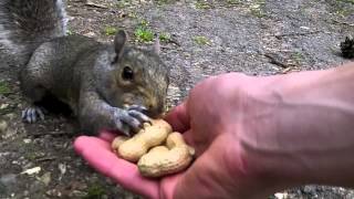 Hand Feeding Squirrels Climbing all over me [upl. by Anilram]