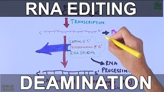 RNA Editing Process [upl. by Howarth]