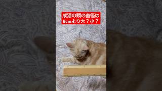 【クイズ】猫頭の直径は何cm？ 猫動画 ねこのいる生活 shorts [upl. by Olivier]