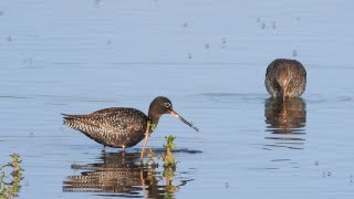 Goldcliff Birding 161 Spotted Redshank Green Sandpiper 4K [upl. by Beau928]