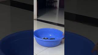 The intelligent monkey Luk voluntarily goes to do laundry cute animals family funny funnyvideo [upl. by Atikahs654]