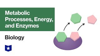 Metabolic Processes Energy and Enzymes  Biology [upl. by Jeanette]