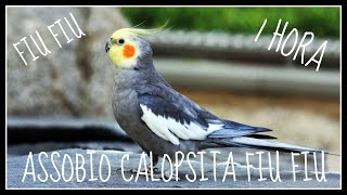 ASSOBIO CALOPSITA  FIU FIU  WOLF WHISTLE  COCKATIEL WHISTLE [upl. by Jacky]