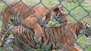 Tiger mating in bannerghatta zoo  loving tiger couple in bannerghatta national park zoo [upl. by Engen]