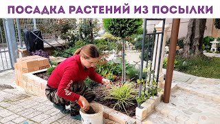 ⭐КУДА ПОСАДИЛА НОВЫЕ 🌺 РАСТЕНИЯ ИЗ ПОСЫЛКИ I будет в клумбах красота [upl. by Raffo]