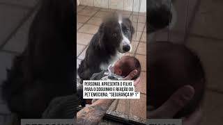 Fofuradoguinho recebe o novo morador da casafofura shorts viral cachorros pets bebes fofo [upl. by Rodd]