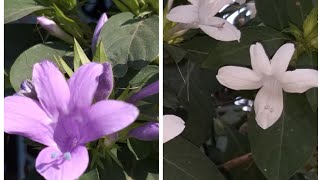 How to care Jhinti barleria cristata philiphin violet [upl. by Aennaej]