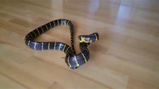 Mangrove snake in defensive mode [upl. by Mert107]