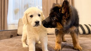 German Shepherd Puppy Meets Golden Retriever Puppy for the First Time [upl. by Eenal]