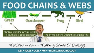 Ecology  Food Chains and Food Webs  GCSE Biology 91 [upl. by Paradies220]