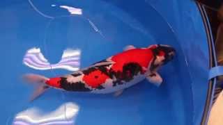 All Japan Koi Show 2014  Grand Champion  Lion Queen  Momotaro Koi Farm [upl. by Llerroj761]