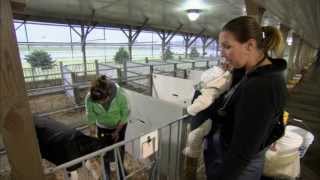 VetsOnCall  Dr Lindsey Peck cares for baby calves [upl. by Nonnelg]