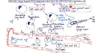 Brandls Basics Innate immune response to virus [upl. by Ettennaej]