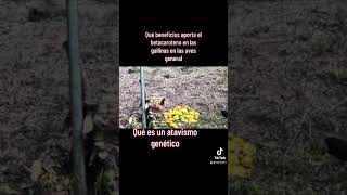 Beneficio del betacaroteno en las gallinas Qué es un atavismo genético cuál fue la gallina o el [upl. by Petra197]