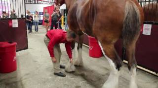 Behind the Scenes with the Budweiser Clydesdales [upl. by Jadd512]