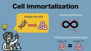 Cell Immortalization K4DT Method [upl. by Flint]