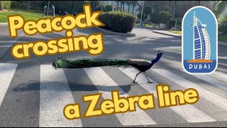 Peacock crossing a road in Dubai  peacock dubai birds [upl. by Anitrebla812]