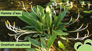 Des flammes deau dans votre bassin  Orontium aquaticum [upl. by Frankel449]