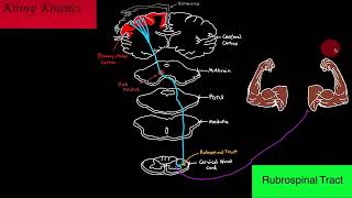 Rubrospinal Tract Motor Pathway [upl. by Farra]