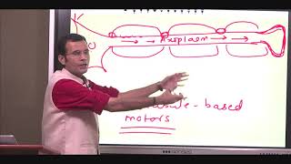 Axonal transport and transmission Whats the onward vs opposite direction for axonal conduction [upl. by Dylane]