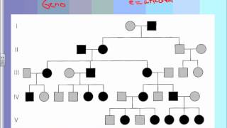 How to Read Pedigrees  Mr Seggermans Biology [upl. by Sheelagh470]