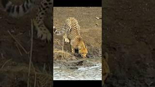 Jaguar vs crocodile fight jyotikitchen 86jaguars lions [upl. by Standing237]