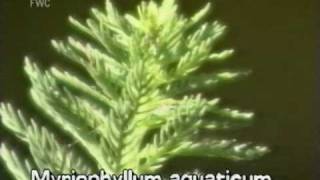 parrot feather Myriophyllum aquaticum [upl. by Lusa]