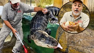 GATOR GETS OUT at the Reptile Zoo🐊🤩 [upl. by Nylatsirk]