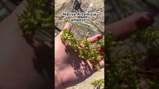 Native plant to the USA Artemisia campestris [upl. by Fougere423]