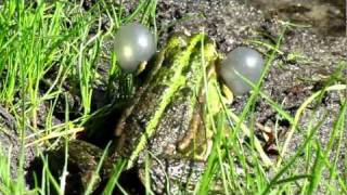 Croaking Green Frog in Bucha Kyiv oblast Powerd by CANON PowerShot SX210 IS [upl. by Agustin351]