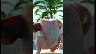 Tiktok Twerking Chicken…lol [upl. by Ekram285]