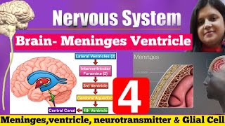 Meninges Ventricles Neuralgia Neurotransmitter amp Brain And Spinal Cord  Parts Of Brain [upl. by Diamond]