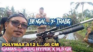 BENGAL XTRABIGPOLYMAX A12 L46 CM HYPER X 145 GRSADIS DAN NGERIBELUM BERTUAN [upl. by Ellahcim]