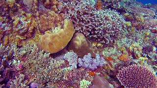 Diving Capones Island Watch in HD [upl. by Assiram681]