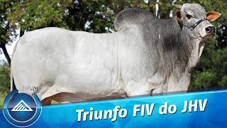 Triunfo FIV do JHV [upl. by Flaherty]