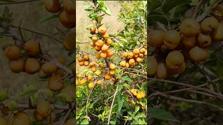 Kare hannu  ಕಾರೆ ಹಣ್ಣು Tasty wild fruit  canthium coromandelicum karehannuwildfruit shorts [upl. by Fiedling231]