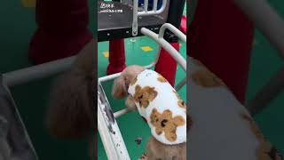 funny dog baby Soo cute shortvideo pets goldenpupppy babydog babydog funny [upl. by Coltson]